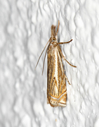 Hook-streaked Grass-Veneer (Crambus lathoniellus)