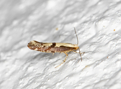 Apple Fruit Moth (Argyresthia conjugella)