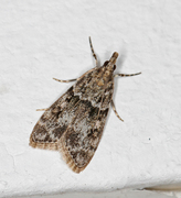 Skogmosemott (Eudonia lacustrata)