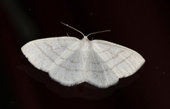 Common White Wave (Cabera pusaria)