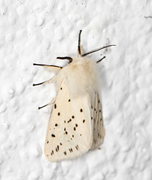 White Ermine (Spilosoma lubricipeda)