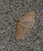 Marimjelleengmott (Anania fuscalis)