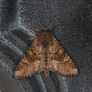 Åkerengfly (Apamea sordens)