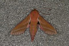 Elephant Hawk-moth (Deilephila elpenor)