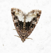 Marbled White Spot (Deltote pygarga)