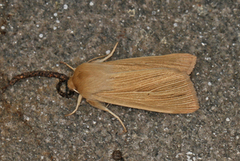Halmgult gressfly (Mythimna pallens)