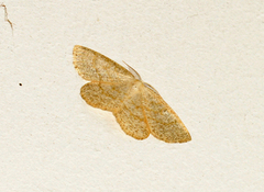 Common Wave (Cabera exanthemata)