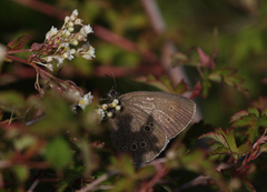 Ringlet (Aphantopus hyperantus)