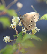 Ringlet (Aphantopus hyperantus)