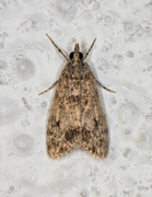 Barkmosemott (Eudonia truncicolella)