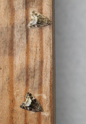 Marbled White Spot (Deltote pygarga)