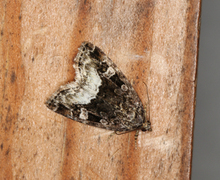 Marbled White Spot (Deltote pygarga)