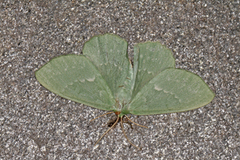 Kjempebladmåler (Geometra papilionaria)