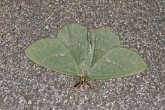 Large Emerald (Geometra papilionaria)