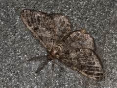 Satin Beauty (Deileptenia ribeata)