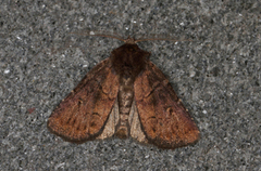 Skyggefly (Rusina ferruginea)