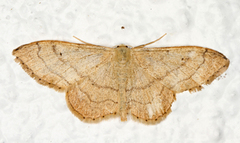 Vinkelengmåler (Idaea aversata)