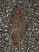 Tawny-barred Angle (Macaria liturata)