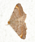 Tawny-barred Angle (Macaria liturata)