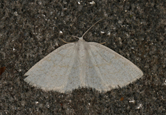 Common Wave (Cabera exanthemata)