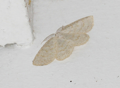 Common Wave (Cabera exanthemata)