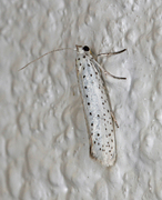 Heggspinnmøll (Yponomeuta evonymella)