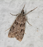 Common Grey (Scoparia ambigualis)