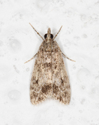 Skogmosemott (Eudonia lacustrata)