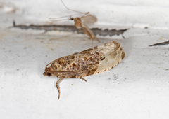 Marbled Orchard Tortrix (Hedya nubiferana)
