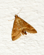 Maispyralide (Ostrinia nubilalis)