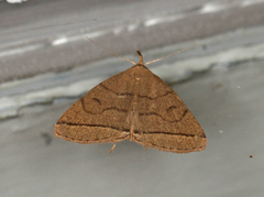 Gråbrunt viftefly (Herminia tarsipennalis)