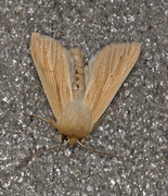 Halmgult gressfly (Mythimna pallens)