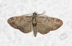 Green Pug (Pasiphila rectangulata)