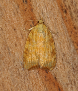 Yellow Oak Button (Aleimma loeflingiana)