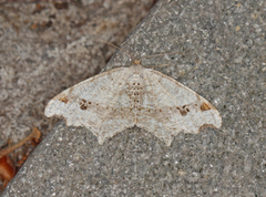 Sharp-angled Peacock (Macaria alternata)