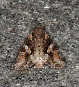 Beautiful Brocade (Lacanobia contigua)