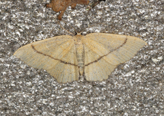 Eikeløvmåler (Cyclophora quercimontaria)