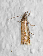 Hook-streaked Grass-Veneer (Crambus lathoniellus)