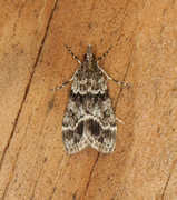 Small Grey (Eudonia mercurella)