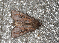 Pale Shining Brown (Polia bombycina)