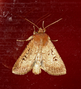 Double Dart (Graphiphora augur)
