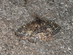 Kjukefly (Parascotia fuliginaria)