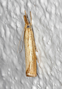 Blek nebbmott (Agriphila straminella)