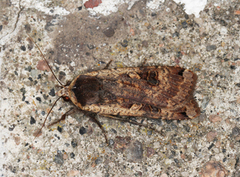 Large Yellow Underwing (Noctua pronuba)
