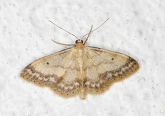 Randengmåler (Idaea biselata)