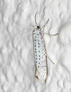 Heggspinnmøll (Yponomeuta evonymella)