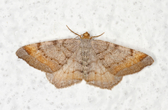Tawny-barred Angle (Macaria liturata)