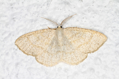 Gul sankthansmåler (Cabera exanthemata)