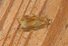 Spraglet bjellevikler (Archips xylosteana)