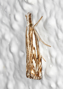 Chequered Grass-veneer (Catoptria falsella)